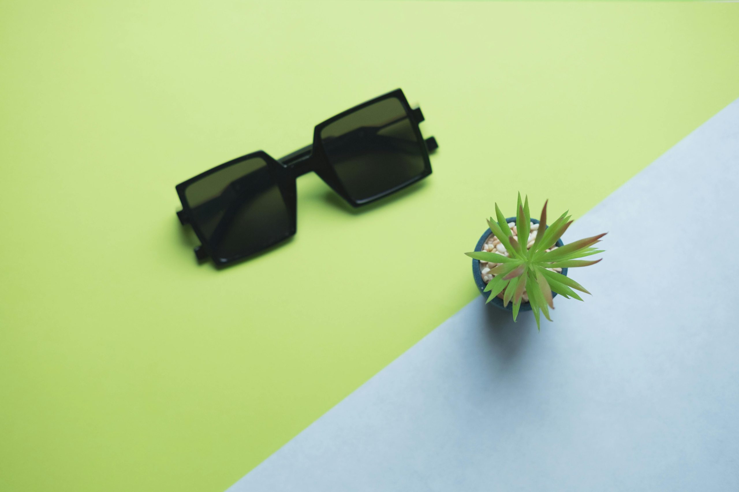 Flat lay of stylish sunglasses and a succulent on a colorful surface, promoting modern fashion and eco-friendly decor.